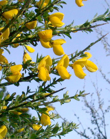 طاووسی